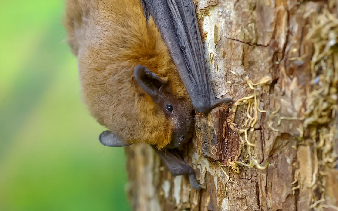 DSC_5130_Pipistrellus_Kuhlii_DD DSC_5130_Pipistrellus_Kuhlii_DD